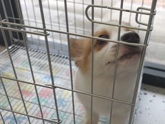 -瑞派康怡24h宠物医院·犬猫医疗中心·微创绝育(瑞景分院)