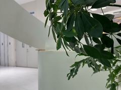 -大树餐厅(朝阳大悦城店)