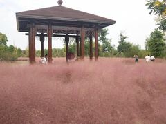 -南湖湿地公园