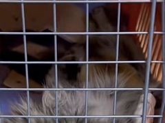 -伟伟宠物医院·CT影像中心·瑞派犬猫综合性门诊(汉口总院)