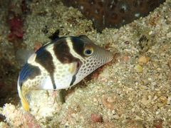 -上海潜殿潜水中心