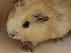 -楼上猫咖(罗湖店)