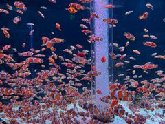 -海合安成都极地海洋公园