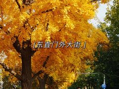 -三里屯东五街银杏大道