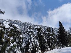 -武陵山森林公园