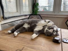 -猫小院猫主题咖啡厅(北锣店)