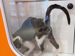 -三花喵·撸猫购宠·宠物生活馆(虹桥南丰城店)