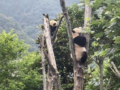 -卧龙中华大熊猫苑神树坪基地