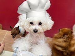 -和它·交个朋友·狗咖猫咖(爱琴海店)