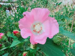 -合肥滨湖国家森林公园