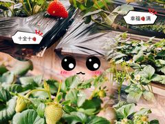 -甜心庄园·甜心草莓采摘园(西青中北店)