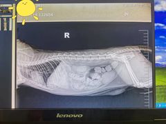 -纳吉亚猫专科动物医院博雅分院