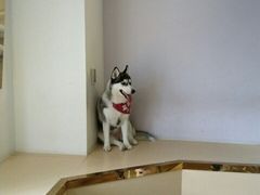 -Husky Go! 哈士奇体验馆·宠物咖啡厅狗咖