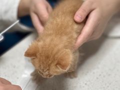 -凯瑞希宠物医院·狂犬免疫·微创·皮肤科