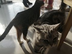 -平行世界·猫咖(首经贸店)