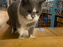 -猫小院猫主题咖啡厅(北锣店)