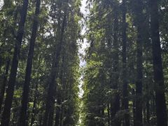 -东平国家森林公园