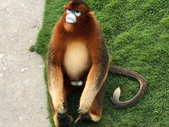 -西霞口神雕山野生动物世界