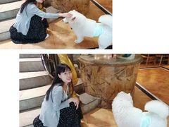 -more than meow吴止猫主题餐厅(承德 中船汇店)