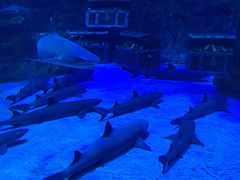 -芜湖新华联大白鲸海洋公园