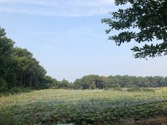 -铁山坪森林公园