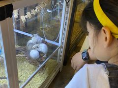 -酷以爬仙阁实体爬宠店·守宫·蜥蜴·专业繁育