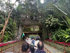-西双版纳原始森林公园