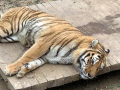 -大连森林动物园