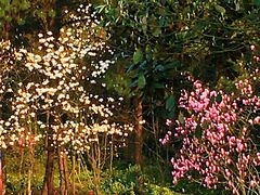 -铁山坪森林公园