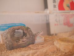 -Rabbit Cafe私房西餐甜点咖啡(栖霞路店)