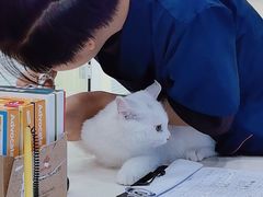 -全心全意连锁动物医院·微创中心·内科急重症·心脏专科(丰管路店)