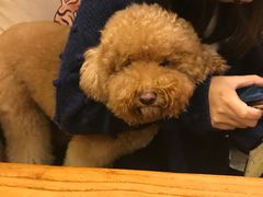 -more than meow吴止猫主题餐厅(承德 中船汇店)