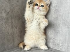-小猫来了·猫舍(红山六九七九店)