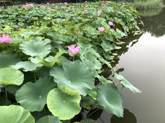 -东郊湿地公园