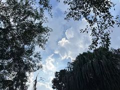 -莫里热带雨林景区