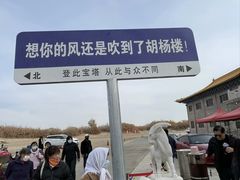 -金塔沙漠胡杨林景区