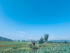 -径山花海