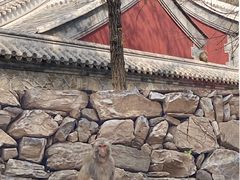 -北京上方山国家森林公园