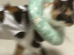 -关爱宠物医院·猫科中心·消化科(滨湖万达分院)