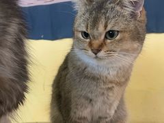 -喵小馆·猫咖狗咖猪咖·饮品店