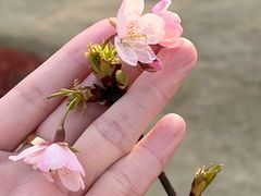 -顾村公园