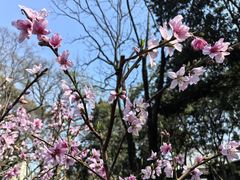 -绮园景区