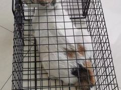 -乐琪宠物医院·犬猫专科·骨外科·急重症