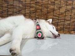-星多哈·狗咖·拼豆·咖啡