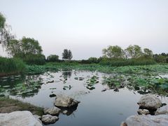 -大兴滨河森林公园