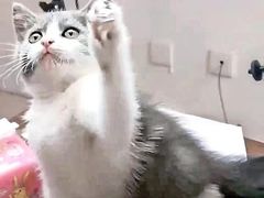 -喵汪萌宠屋旗舰店.洗澡美容.猫狗基地