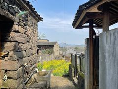 -桑洲油菜花景区