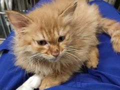 -萌兽医馆·犬猫专科·眼科中心·宠物医院(朝阳门分院)