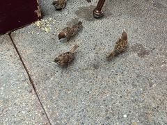 -皇室宴会厅