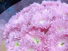 -沪花拾者(好再来花卉鲜花店)